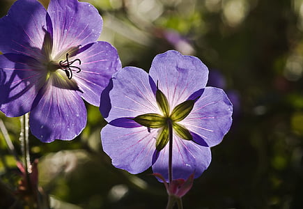 closeup photo of purple petaled flowers at daytime