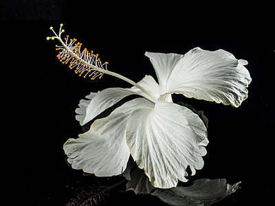 selective focus photography of white hibiscus flower