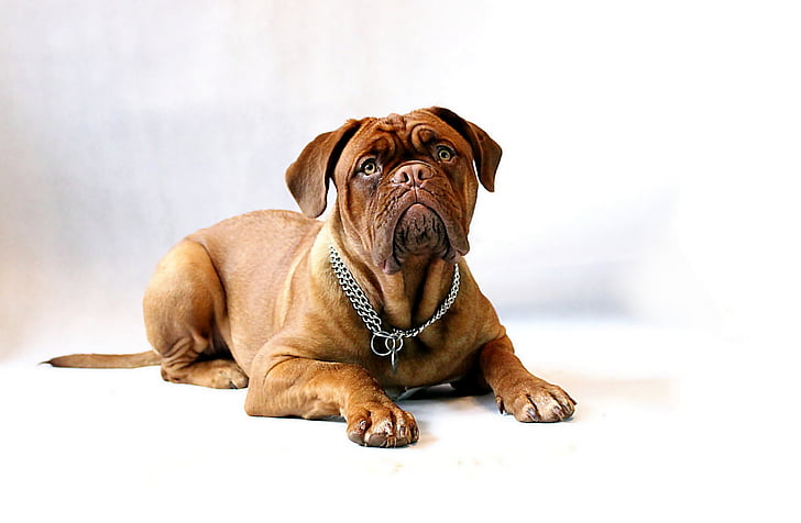 short-coated brown dog with chain necklace on the floor