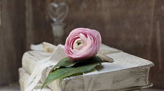 closeup photography of pink satin rose on book