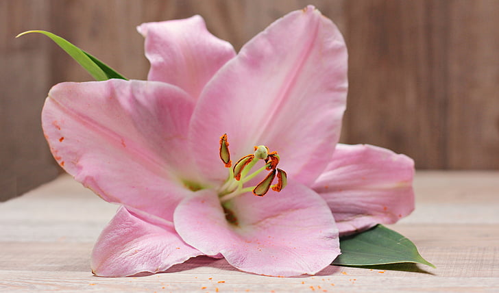 pink lily flower on brown wooden panel