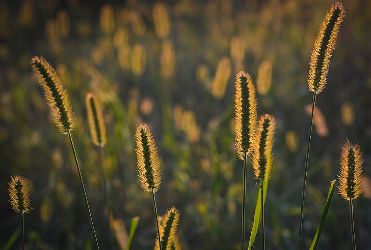 photo of green grasses