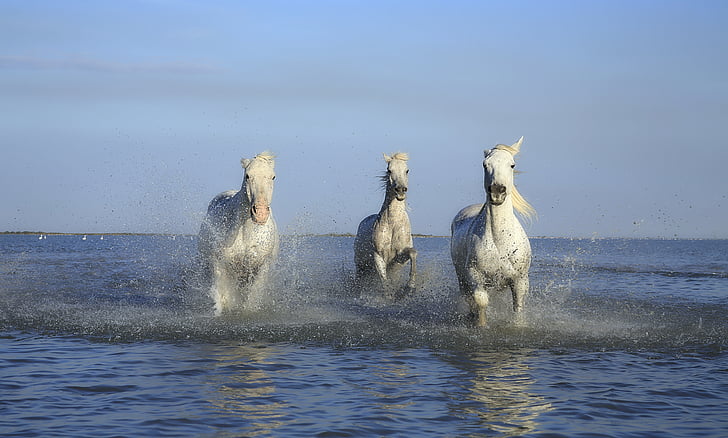 three white horses running on body of water
