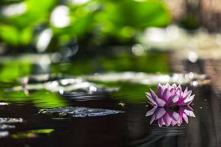 selective focus photography of fully bloomed purple water lily flower