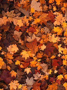 dried maple leaves