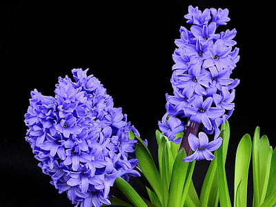 selective photo of purple petaled flowers