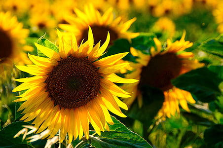 shallow depth of field photo of sunflower