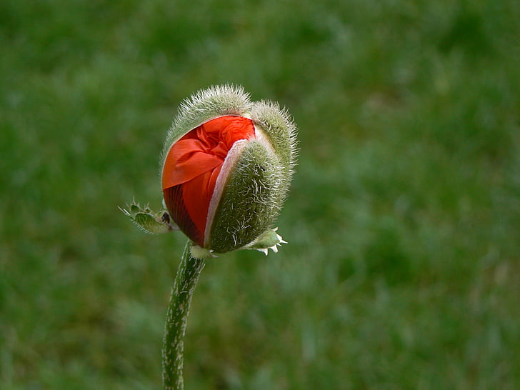 selective focus photography of red poppy flower bud