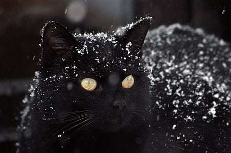 black cat covered in snow