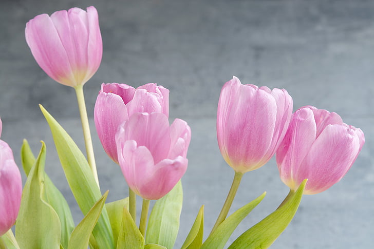 closeup photo of purple tulip flowers
