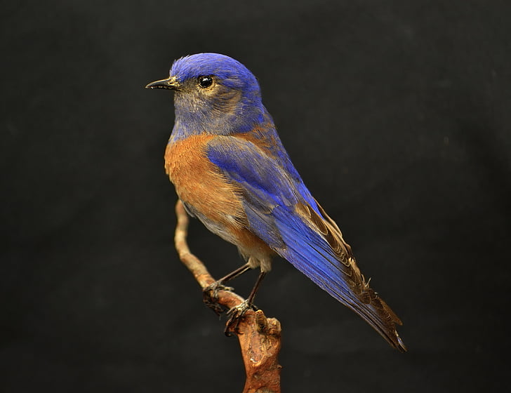 blue and brown bird on tree trunk