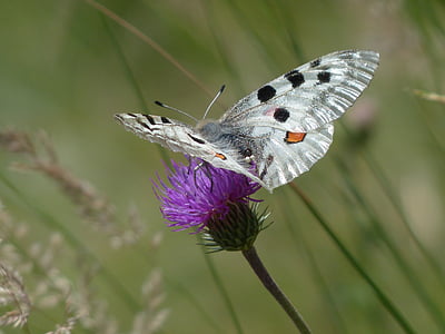 butterfly perch on flower
