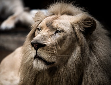 closeup of lion