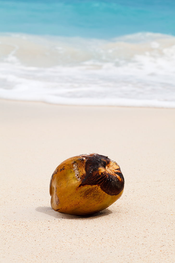 brown coconut near beachline