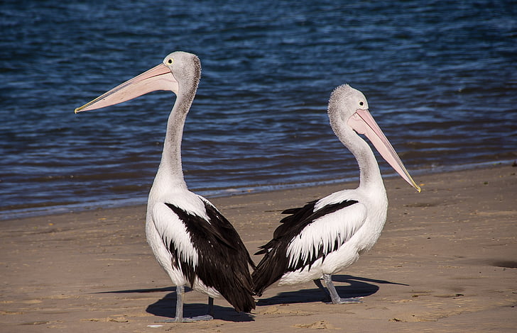 two black-and-white pelicans on sea shore