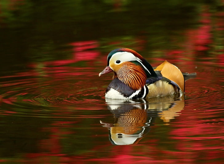 Mandarin duck on pond