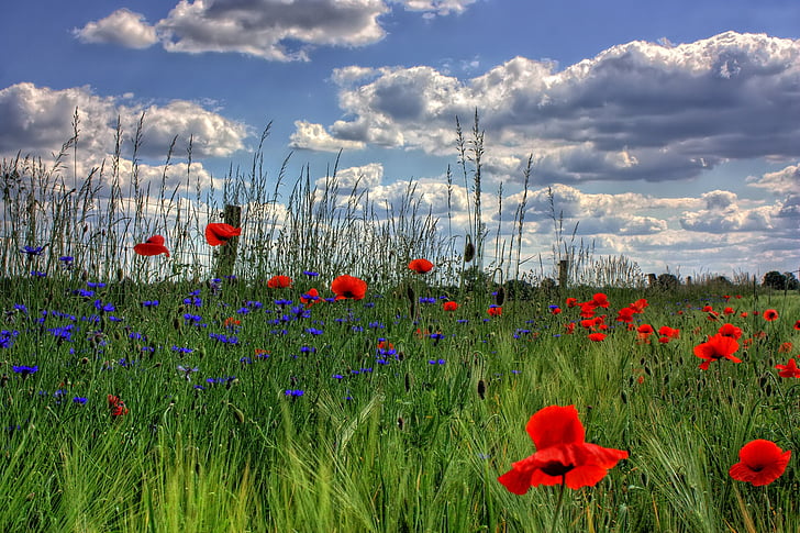 red-and-blue flower field
