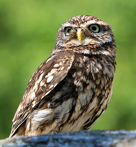 shallow focus photography of brown owl