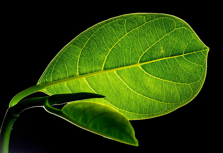 green veined ovate leaf