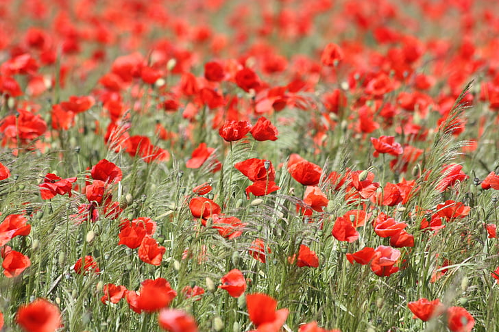 red poppy field during daytime