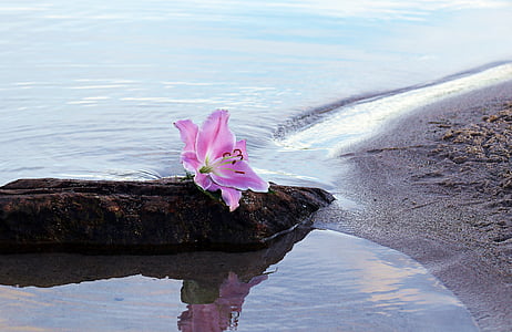 pink lily on stone near water and beach sand