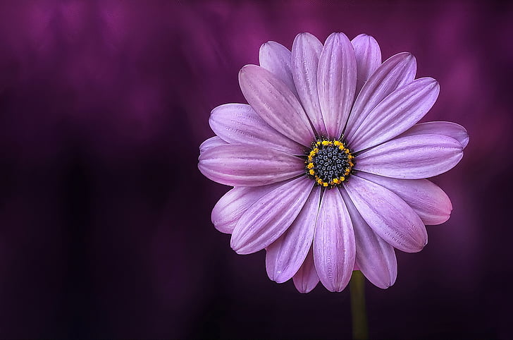purple osteospermum flower in close up photography
