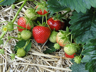 strawberry fruit photography