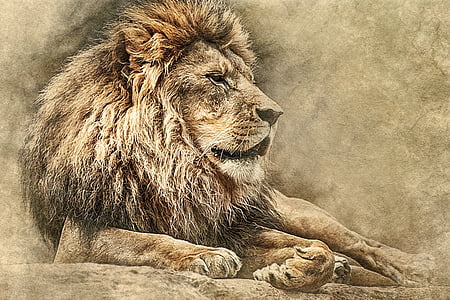 laying lion photo