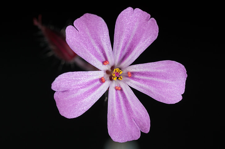 pink 5-petaled flower closeup photo