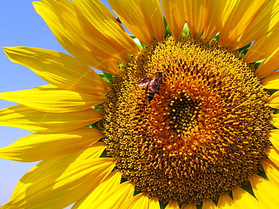 sunflower closeup photography