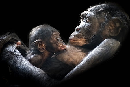 monkey breastfeeding infant
