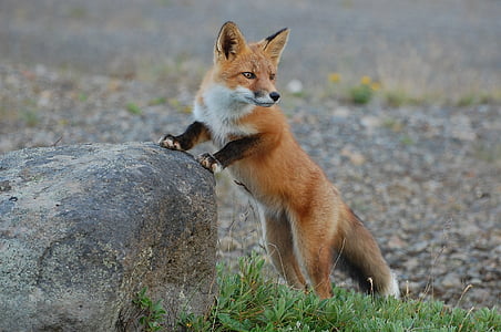 brown fox