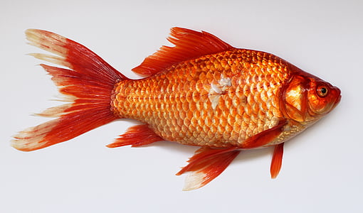 orange fish with white background