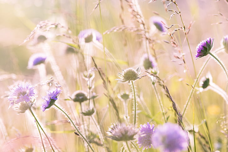 field of purple daisy flowers