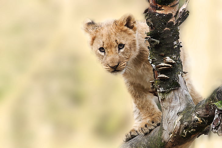 lion cub on tree branch
