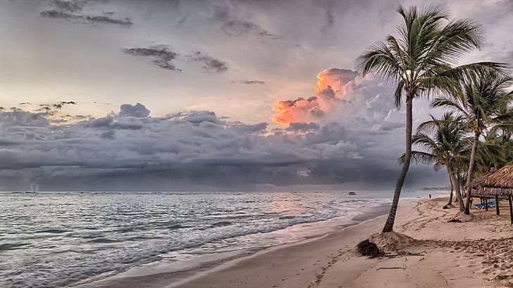 coconut trees near seashores under cloudy sky