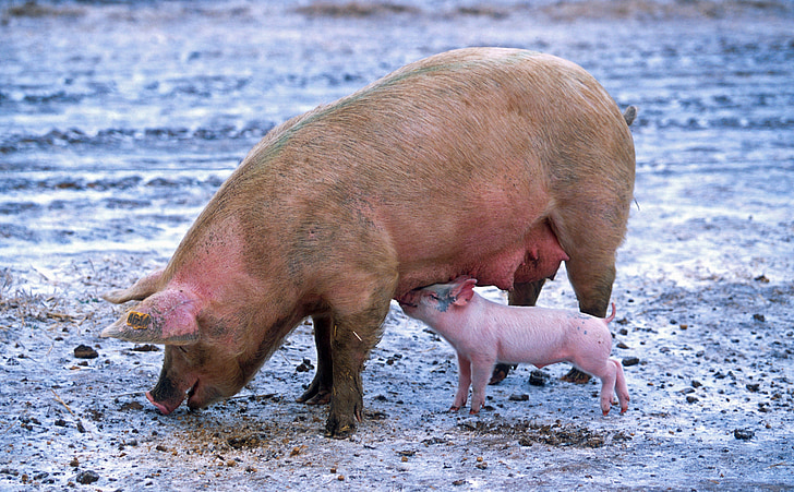 close up photograph of pig with baby pig
