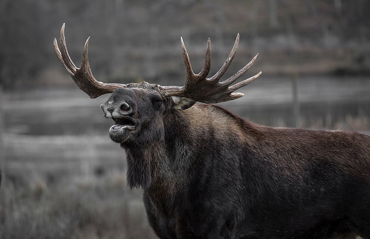 gray Moose during daytime