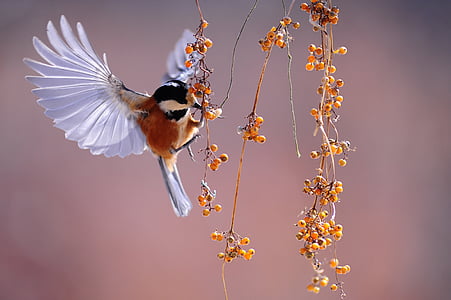 photo of humming bird during daytime