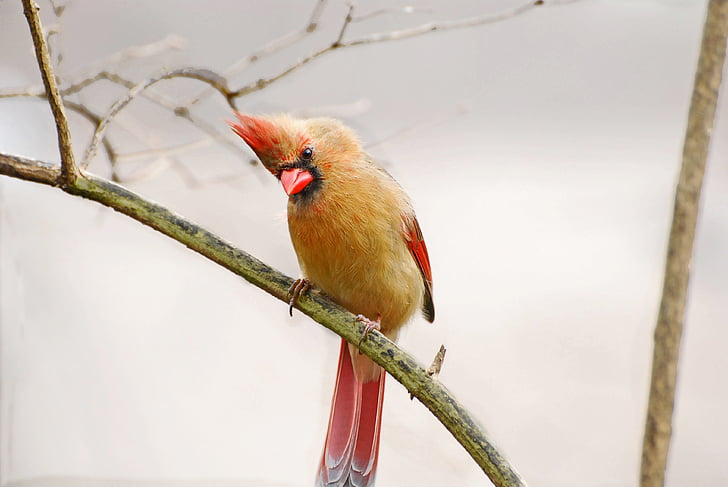 yellow and red bird on green bark