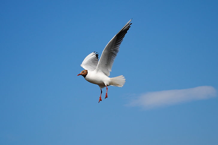 white bird flying under white clouds and blue sky