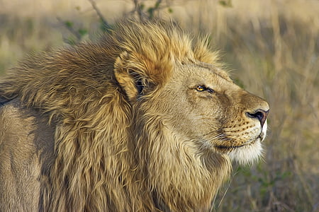 close photo of brown lion on grass field