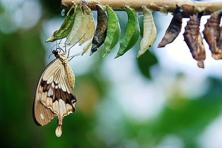 selective focus photography of butterfly perched on leaf