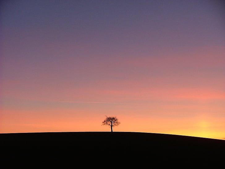 silhouette of tree during golden hour photo