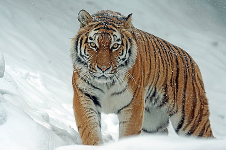 Tiger during snow