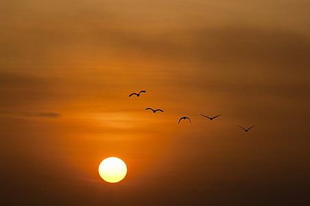 silhouette of flock of birds flying during sunset