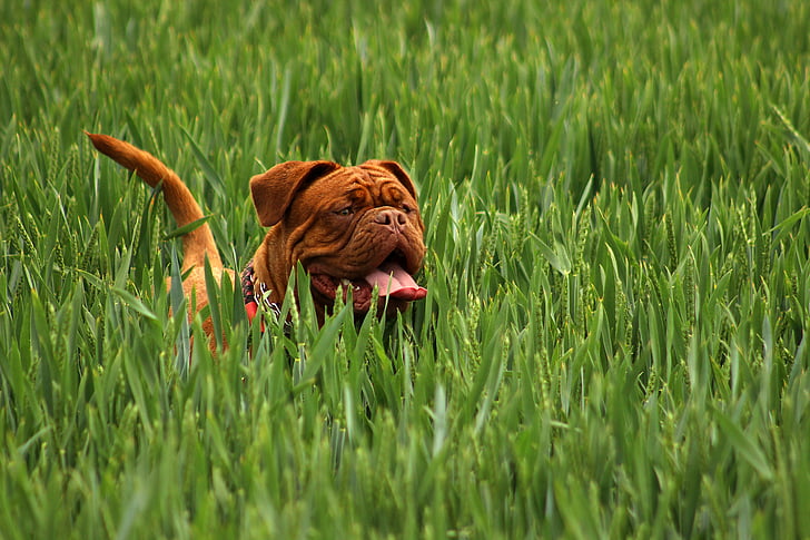 adult brown English bulldog on green rice field during daytime
