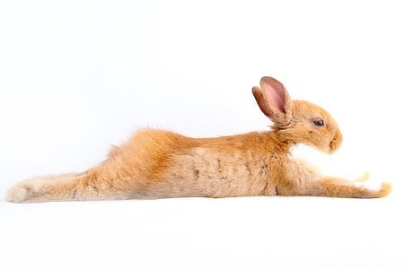 brown and white rabbit lying on white surface