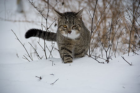 brown and black tabby cat in snowfield