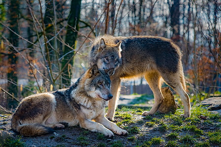 two tan-and-black wolves in forest taken during daytime